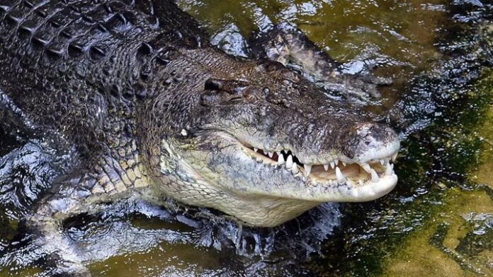 Αυστραλία: Μάχη για τη ζωή του έδωσε 44χρονος – Κροκόδειλος τον άρπαξε από το κεφάλι ενώ κολυμπούσε