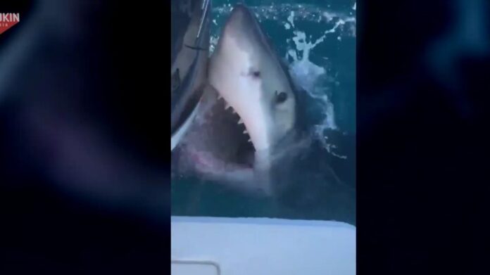 Φλόριντα: Λευκός καρχαρίας επιτίθεται σε σκάφος-(VIDEO)