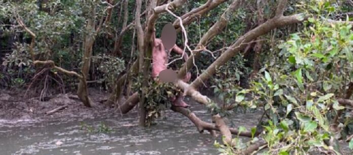 Αυστραλία: Ψαράδες βρήκαν γυμνό φυγά πάνω σε δέντρο σε έλος με κροκόδειλους (VIDEO)