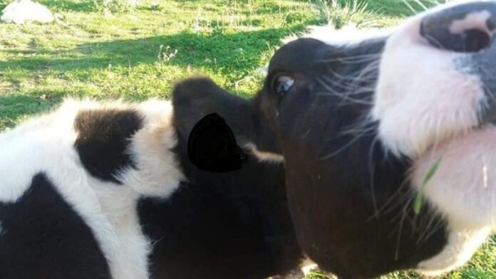 Μήνυση για τις συνθήκες διαβίωσης αγελάδας στη Ρόδο