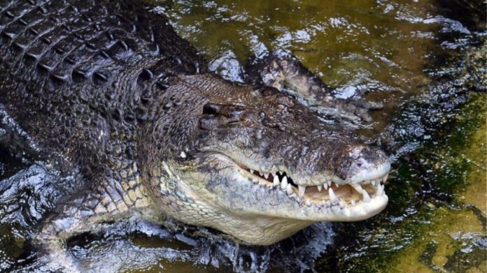 Αυστραλία: Κάνουν ευθανασία στους κροκόδειλους για να δουν εάν έχουν κατασπαράξει ανθρώπους που αγνοούνται