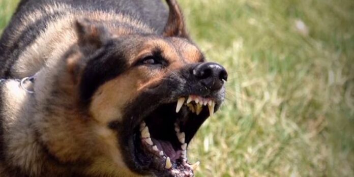 Σκύλος επιτέθηκε σε δύο γυναίκες – Μεταφέρθηκαν στο νοσοκομείο