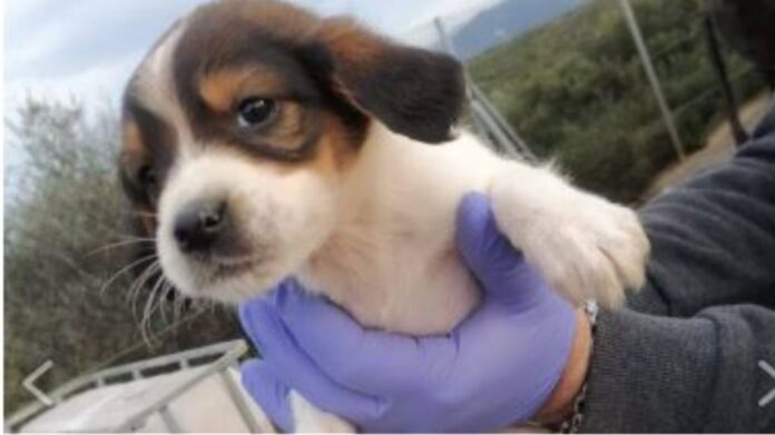 Βρήκαν αποκεφαλισμένο κουτάβι σε χώρο φιλοξενίας αδέσποτων στη Μαλεσίνα