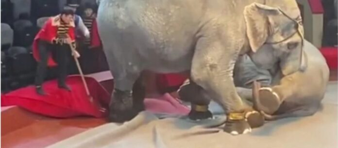 Το απόλυτο χάος σε τσίρκο στη Ρωσία: Άγριος καβγάς μεταξύ ελεφάντων – Πανικοβλήθηκαν οι θεατές (VIDEO)