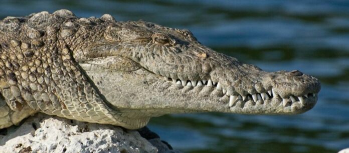 Σοκ στην Ινδονησία: Κροκόδειλος κατασπάραξε 8χρονο αγοράκι (φώτο)