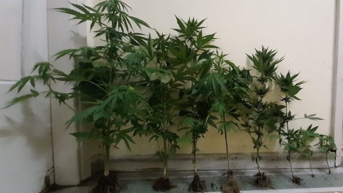 Μυτιλήνη: Ο «Kullo» βρήκε χασισόδεντρα και skunk στην… ντουλάπα αλλοδαπών