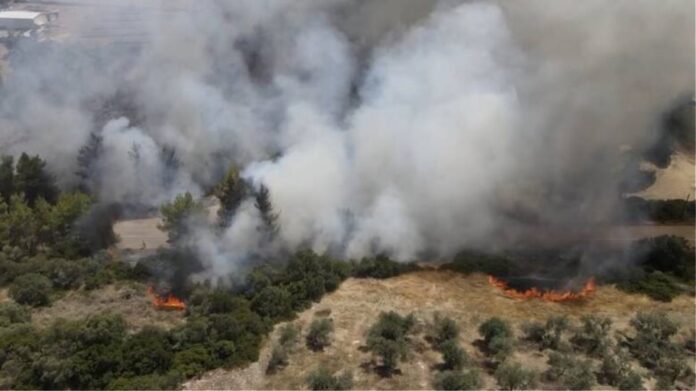 Φωτιά σε δασική έκταση στη Βοιωτία