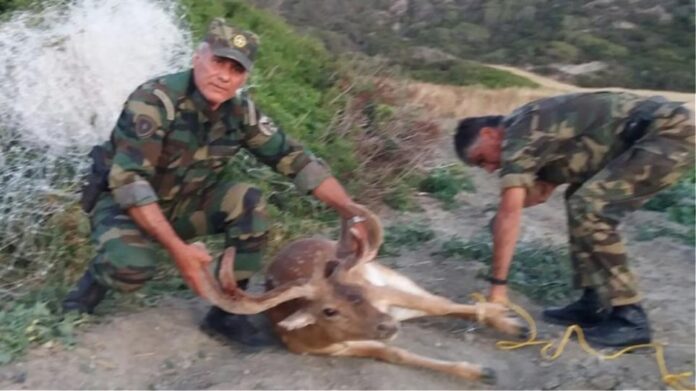 Έσωσαν ελάφι που παγιδεύτηκε σε δίχτυα στη Ρόδo