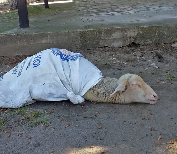 Νοσηρό! Άφησαν έξω από εκκλησία ένα αρνί δεμένο μέσα σε τσουβάλι