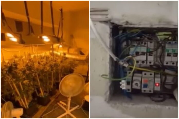 Θεσσαλονίκη: Καλλιεργούσε κάνναβη σπίτι του… κλέβοντας ρεύμα!