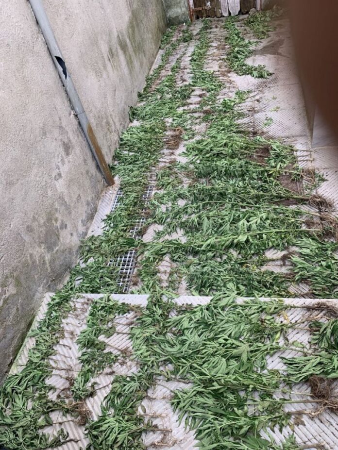 Το Λιμενικό εντόπισε χασισοφυτεία με 415 δενδρύλλια στην Αλεξανδρούπολη