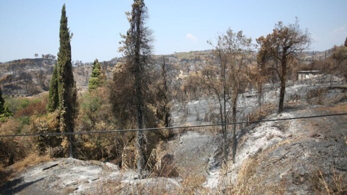 Συλλαλητήριο από ρητινοκαλλιεργητές – δασεργάτες της Εύβοιας το Σάββατο