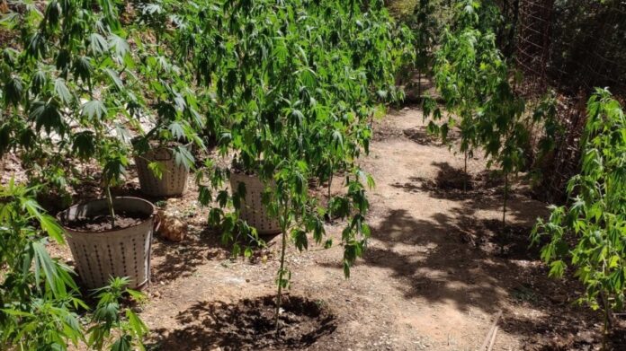 Κρήτη: Ένοπλοι καλλιεργούσαν 119 χασισόδεντρα στον Μυλοπόταμο