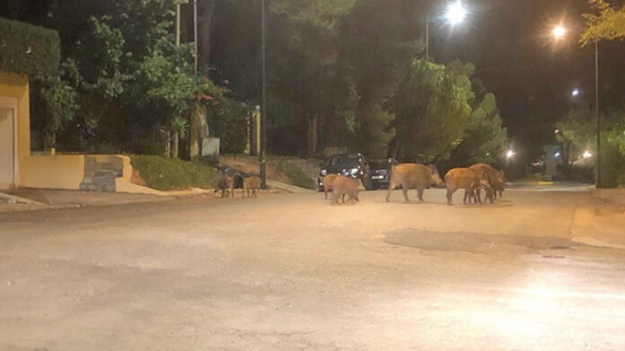 «Εκτελεστικό απόσπασμα» για… αγριογούρουνα στήνει το Δασαρχείο Πεντέλης στην Εκάλη