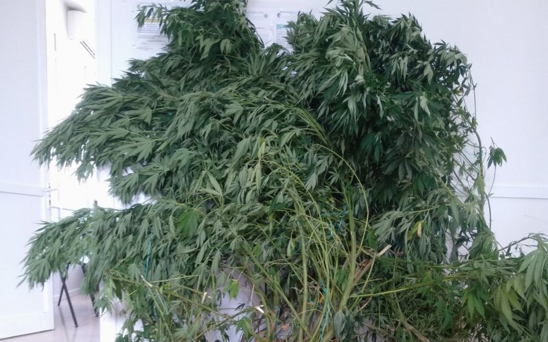 kataschese-dendryllion-kannabes-ta-edessas-1_cropped