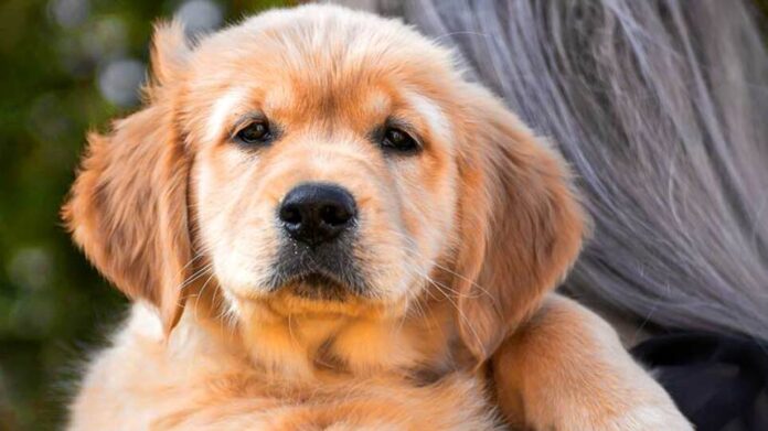 Ηγουμενίτσα: Μετέφεραν δεκάδες σκύλους και γάτες στο εξωτερικό