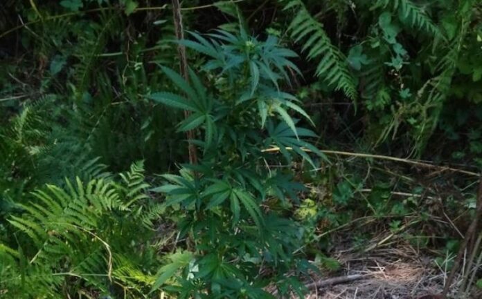 Νάουσα: 23χρονος καλλιεργούσε δενδρύλλια κάνναβης (φωτο)