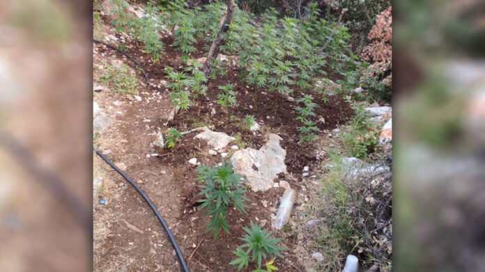 Ελικόπτερο εντόπισε «ορφανή» χασισοφυτεία στη Μεσσηνία