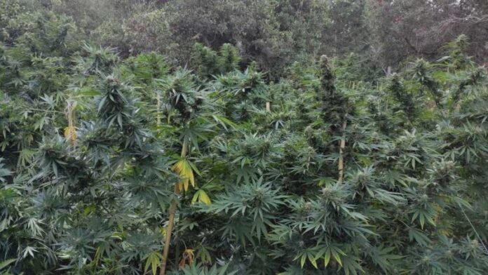 Τρελάθηκαν και οι αστυνομικοί στα Χανιά: Βρήκαν «δάσος» με 1.020 δενδρύλλια κάνναβης! (VIDEO-ΦΩΤΟ)