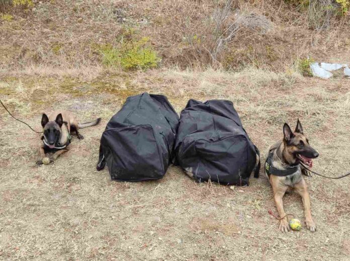 Κιλκίς: “Minnie” και “Ιris” βρήκαν 21 κιλά κάνναβης – 35χρονος τράκαρε σε περιπολικό για να αποφύγει τη σύλληψη (video)