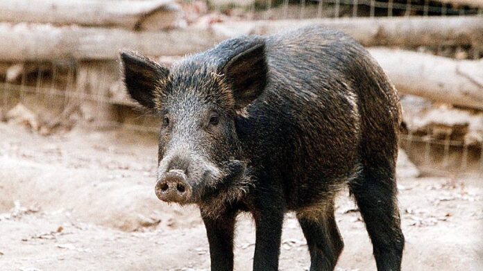 Αγριογούρουνο εισέβαλε σε ταβέρνα στην Εύβοια! (VIDEO)