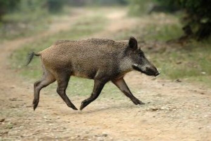 Ιωάννινα: Σύγκρουση αυτοκινήτου με… αγριογούρουνο στην Εθνική Οδό