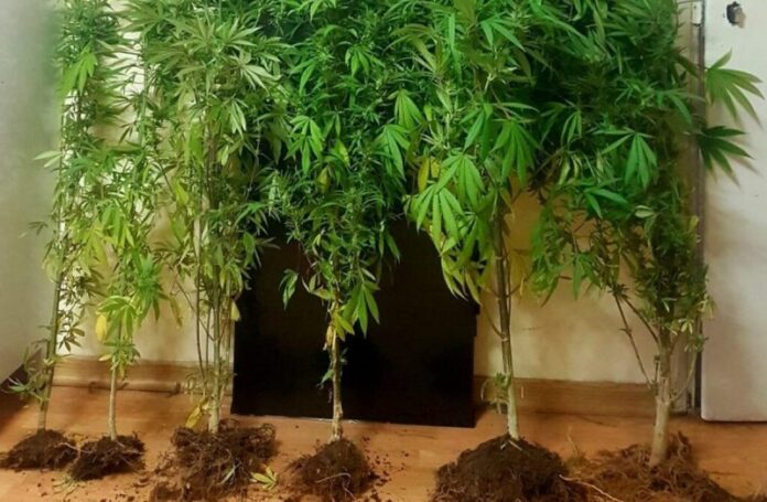 Καστοριά: Ηλικιωμένος καλλιεργούσε δενδρύλλια κάνναβης έξω από δύο σπίτια του