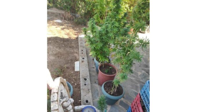 Κορινθία: Τρύγησε μισό κιλό κάνναβης από 22 χασισόδεντρα ύψους 2,20 μέτρων!