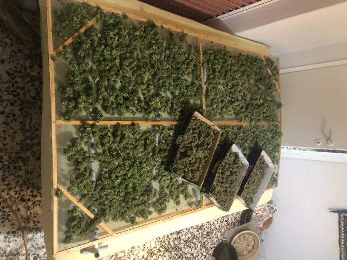 Θεσσαλονίκη: Είχε στήσει ολόκληρη χασισοφυτεία στο σπίτι του (εικόνες)