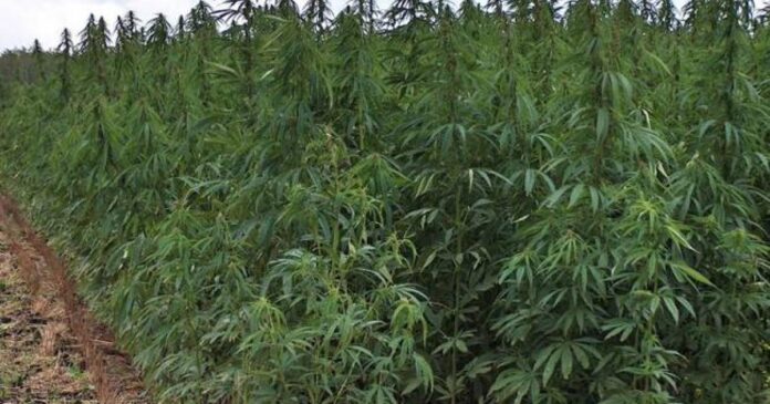 Δικογραφία σε βάρος Έλληνα για καλλιέργεια φυτείας κάνναβης στο Ρέθυμνο