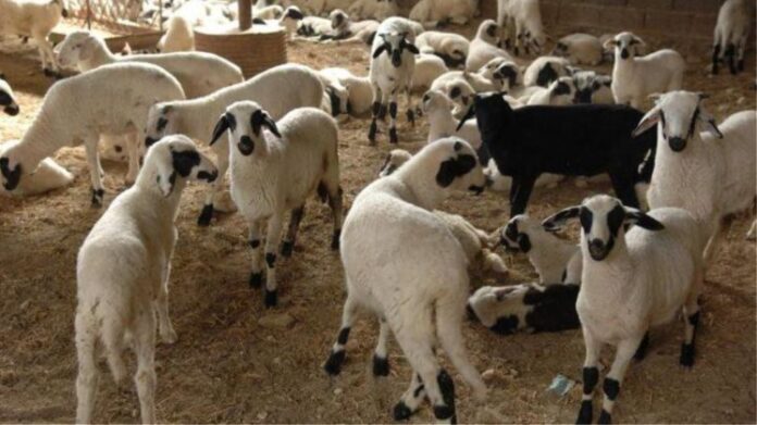 Θάσος: Άρπαξαν από στάβλο 16 αρνιά