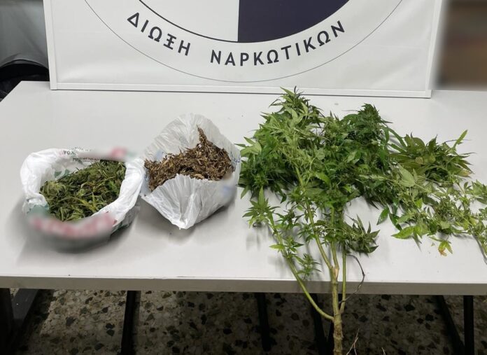 Καβάλα: Είχε στο μαντρί του φυτά κάνναβης και συνελήφθη