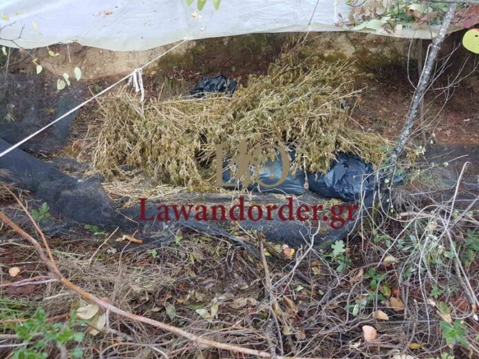 Εντοπίστηκαν 22 κιλά κάνναβης στο Ξυλοκάστρο – Δυο συλλήψεις-(ΦΩΤΟ)