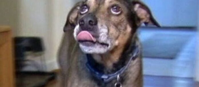 Φθιώτιδα: Σκυλιά επιτέθηκαν και τραυμάτισαν ηλικιωμένο