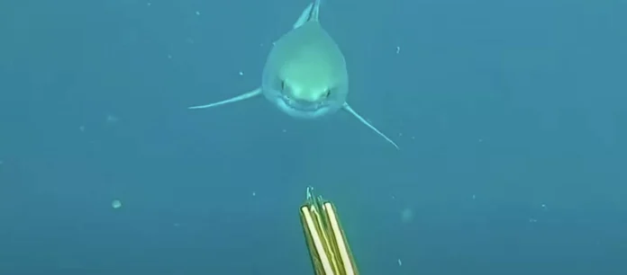 Υποβρύχιος Τρόμος: Ψαροντουφεκάς αντιμέτωπος με μεγάλο λευκό καρχαρία (VIDEO)