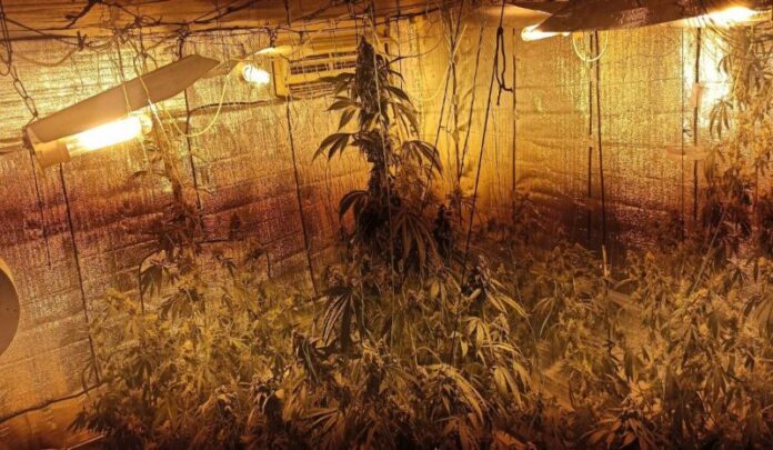 Θεσσαλονίκη: Δύο Έλληνες καλλιεργούσαν κάνναβη στο πατάρι