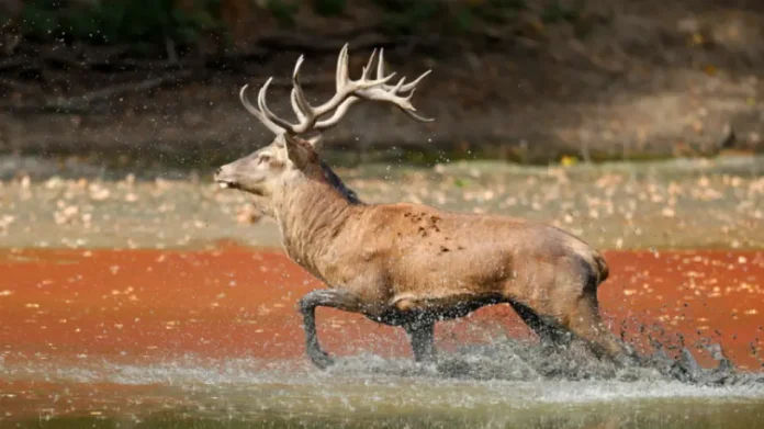 Παραγουάη: Ελάφι σκότωσε στρατιωτικό φρουρό στο προεδρικό μέγαρο της Ασουνσιόν