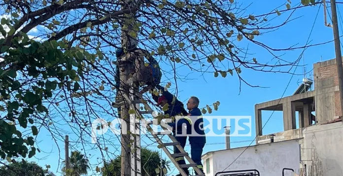 Πύργος: Ηλικιωμένος κρεμάστηκε σε κολώνα της ΔΕΗ επιχειρώντας να φτιάξει τον… φωτισμό!-(ΦΩΤΟ)