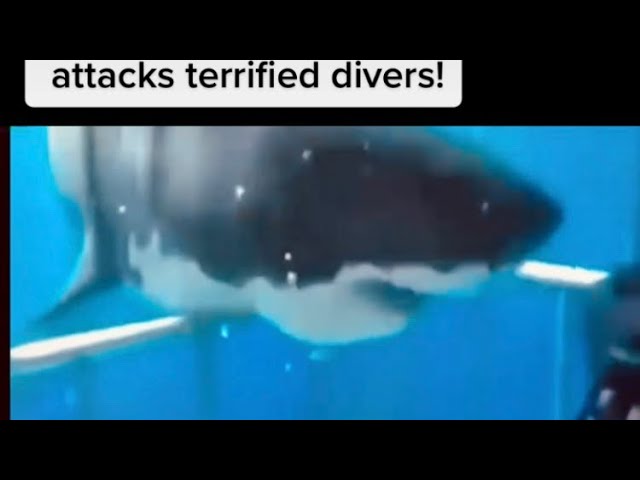 Η τρομακτική στιγμή που μεγάλος λευκός καρχαρίας επιτίθεται σε δύτες μέσα σε κλουβί – Τραγική κατάληξη