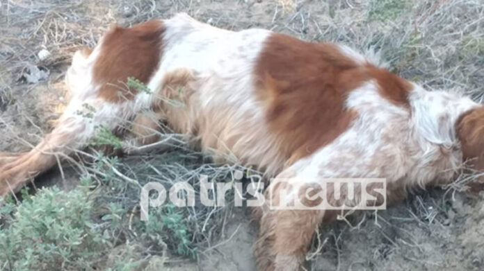 Κτηνωδία στο Βαρθολομιό: Δηλητηρίασαν σκυλιά με δόλωμα δηλητηριασμένα πουλιά