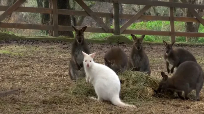 Αφίδνες: Καγκουρό-αλμπίνο γεννήθηκε κατά τη διάρκεια των πυρκαγιών και γλίτωσε!