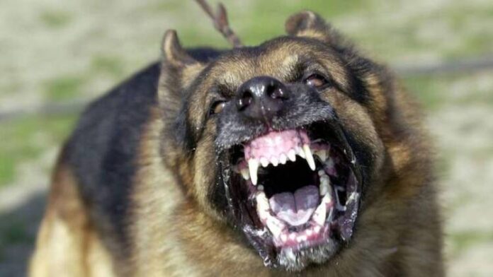 Επίθεση σκύλου σε κορίτσι στη Λάρισα – Σώθηκε τελευταία στιγμή από τον πατέρα της