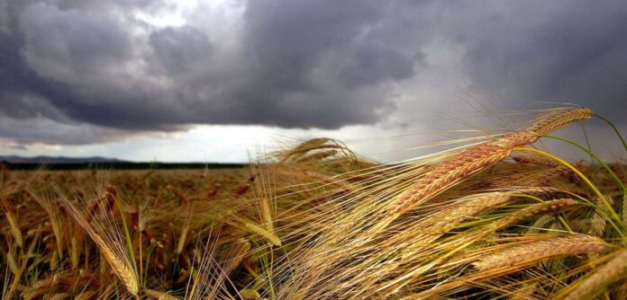 Σιτηρά για 2-3 μήνες έχει η Ελλάδα – Κτηνοτρόφοι σε απόγνωση με το καλαμπόκι