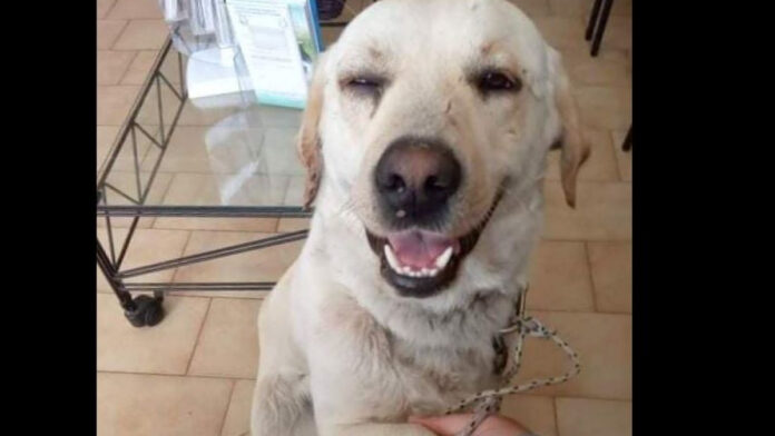 Πυροβόλησαν σκύλο στα Χανιά: Έχασε το μάτι του – Τον έσωσε αστυνομικός