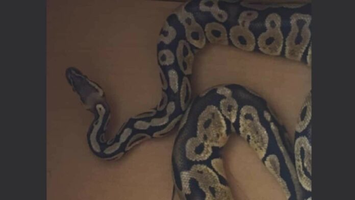 Αγία Παρασκευή: Πύθωνας έκοβε βόλτες σε σαλόνι διαμερίσματος – Άφωνοι οι ένοικοι