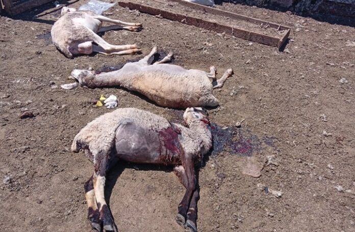 Ημαθία: Αγέλη λύκων κατασπάραξε πρόβατα σε στάνη – Σκληρές εικόνες