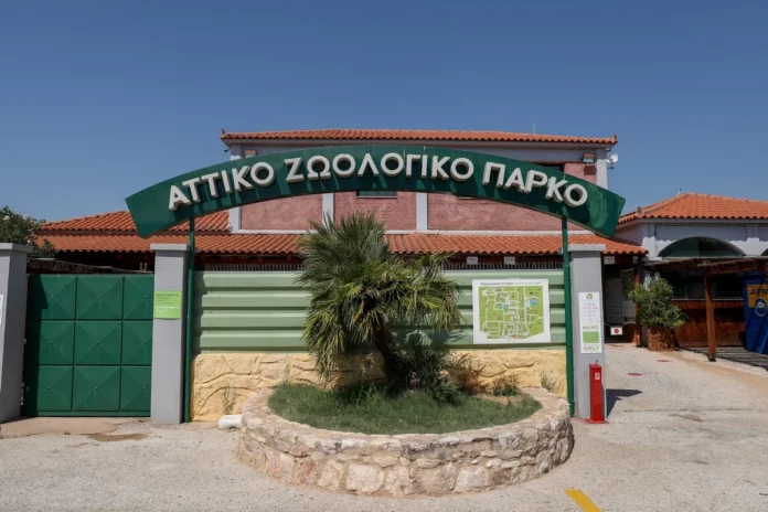 Αττικό Ζωολογικό Πάρκο: Συνελήφθη ο υπάλληλος που πυροβόλησε και σκότωσε το χιμπατζή