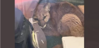 ΗΠΑ: «Εισβολή» πούμα σε σχολείο της Καλιφόρνιας