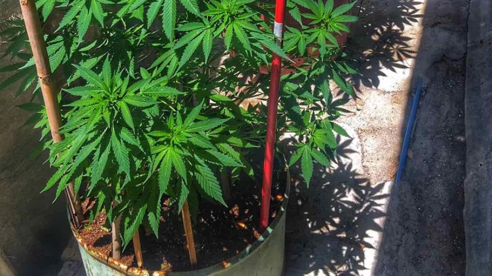 Samothraki-xasisodentra