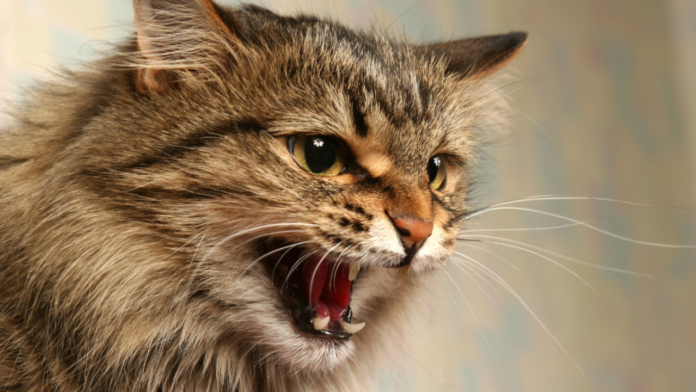 Ηράκλειο: Γάτα δάγκωσε στο λαιμό ένα 8χρονο παιδί